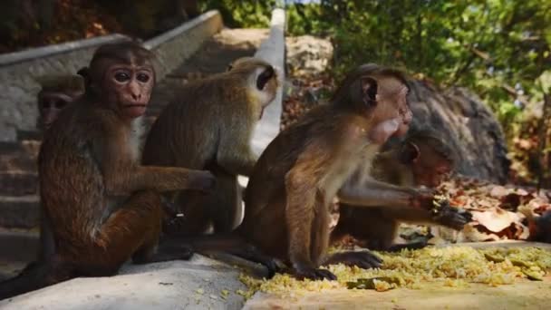 Hayvanat Bahçesinde Yemek Yiyen Şirin Maymunlar — Stok video