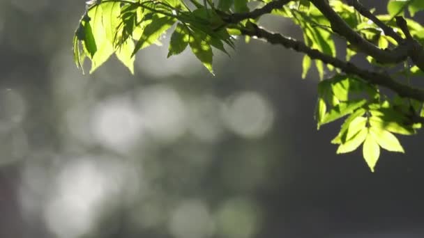 Groene Bladeren Het Bos — Stockvideo