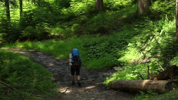 若い男が山の中をハイキングし — ストック動画