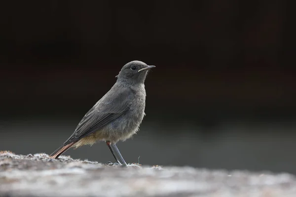 Redstart Duduk Atap Rumah — Stok Foto