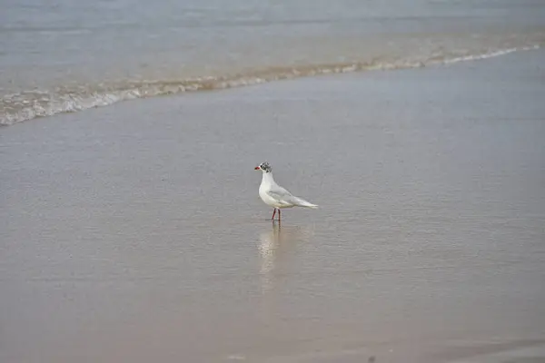 Una Gaviota Junto Mar Durante Día — Foto de Stock