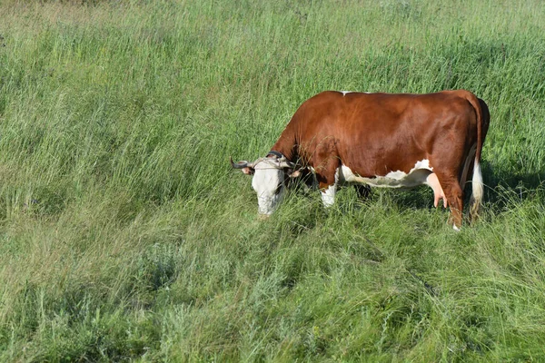 Una Vaca Marrón Pastando Pasto —  Fotos de Stock