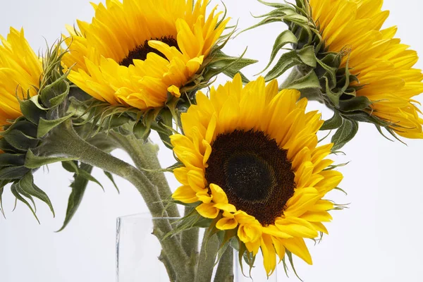 Eine Nahaufnahme Von Sonnenblumen Auf Weißem Hintergrund — Stockfoto