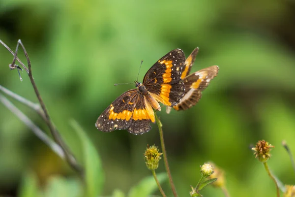 Eine Nahaufnahme Bemalter Schmetterlingsdamen Auf Bidens Alba — Stockfoto