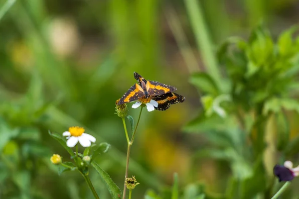 Eine Nahaufnahme Einer Gemalten Schmetterlingsdame Auf Bidens Alba — Stockfoto