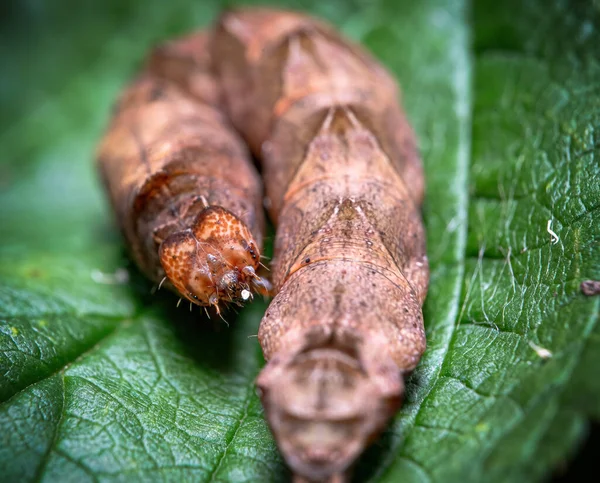 Plan Rapproché Deux Insectes Cigales Sur Une Feuille Verte — Photo