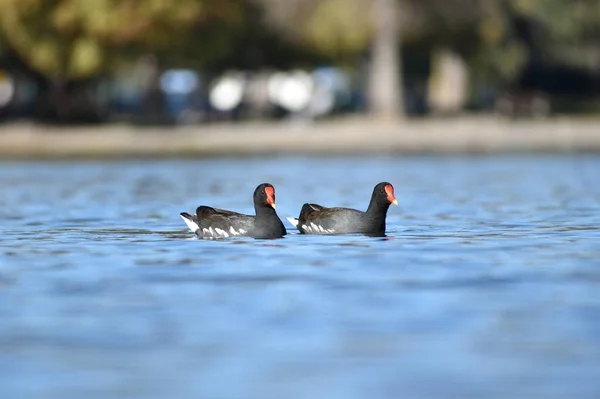 Wspólne Gallinule Gallinula Galeata Pływanie Jeziorze Lago Las Regatas Buenos — Zdjęcie stockowe