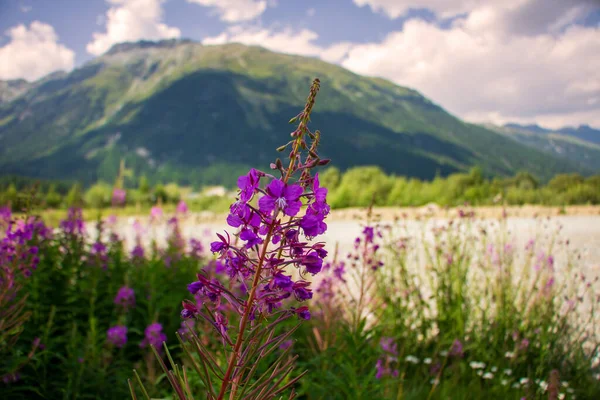牧草地で紫色のフィールドの花のクローズアップショット — ストック写真