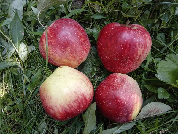 Les Pommes Fraîches Sur Terrain Jardin Moment Récolte — Photo