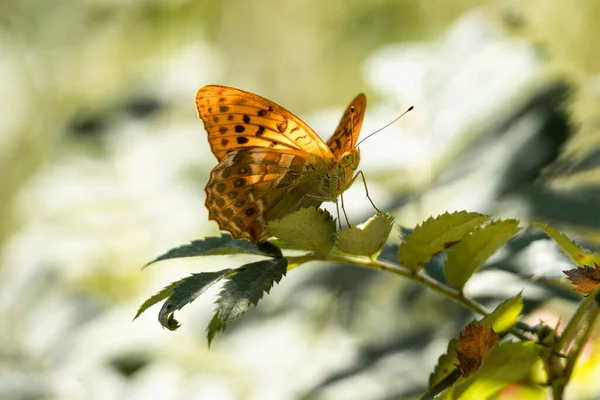 Papillon Orange Assis Sur Branche Verte — Photo
