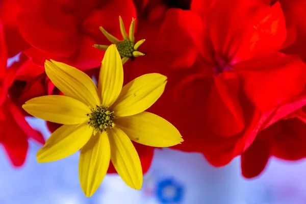 Крупним Планом Знімок Жовтої Квітки — стокове фото