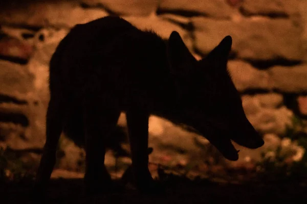 silouette of fox in the dark with tooth