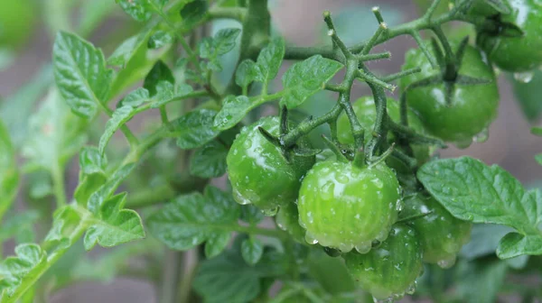 Kilka Świeżych Zielonych Pomidorów Rosami Ogrodzie — Zdjęcie stockowe