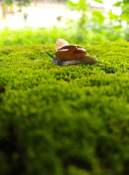 Primer Plano Caracol Baboso Deslizándose Sobre Hierba —  Fotos de Stock