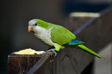 monk parakeet (myiopsitta monachus), or quaker parrot on a fence clipart