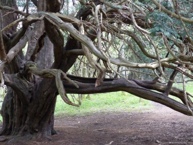 Creepy ancient yew tree in Kingley Vale Sussex clipart