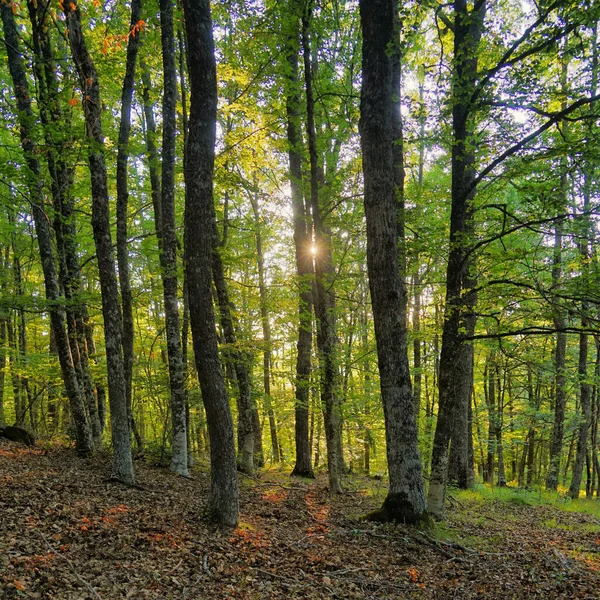 Una Vista Panorámica Árboles Altos Cubiertos Hojas Verdes Bosque — Foto de Stock
