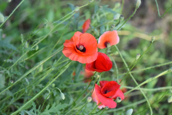 Eine Nahaufnahme Von Mohn Der Auf Einem Feld Wächst — Stockfoto