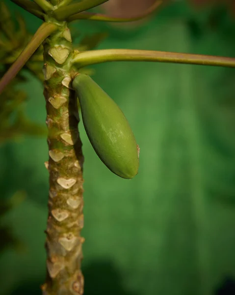 Vertical Closeup Shot Papaya Tree — Stock Photo, Image