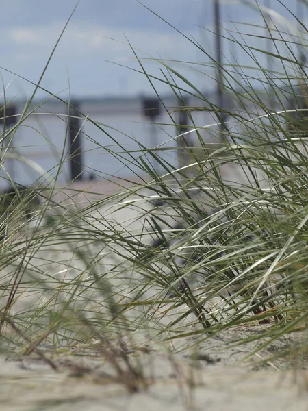 Een Close Opname Van Een Prachtig Gras Het Strand — Stockfoto