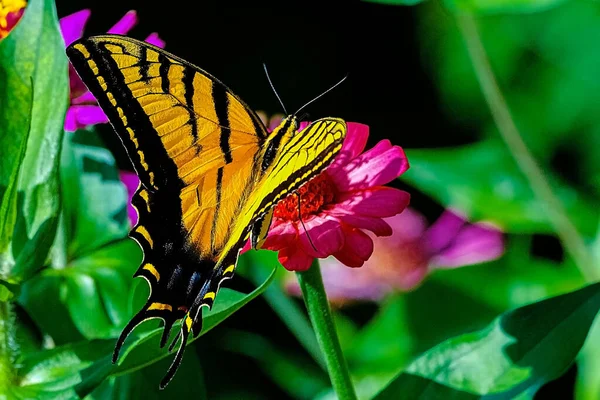 Primer Plano Una Mariposa Amarilla Negra Sobre Una Flor Rosa —  Fotos de Stock