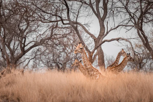Cztery Żyrafy Relaksują Się Pod Drzewami Wypasu Trawie Sawanny Zdjęcie — Zdjęcie stockowe