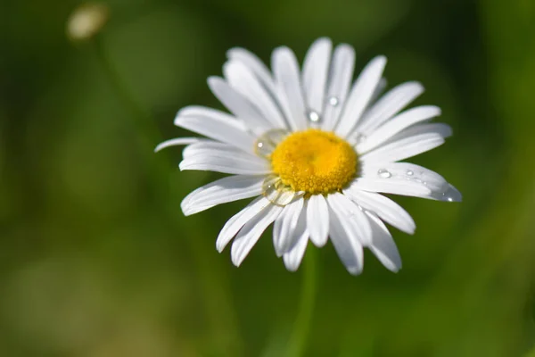 Eine Selektive Fokusaufnahme Eines Schönen Weißen Gänseblümchens — Stockfoto