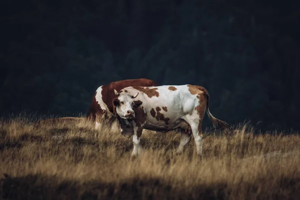 Una Vaca Marrón Pastando Campo — Foto de Stock