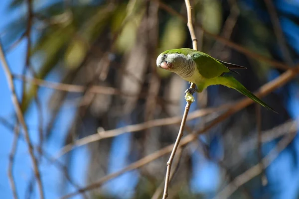 monk parakeet (myiopsitta monachus), or quaker parrot, cutting a branch of a tree to use it for its nest
