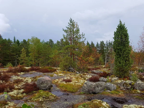 Yağmurlu Bir Günde Finlandiya Milli Parkı Nuuksio — Stok fotoğraf