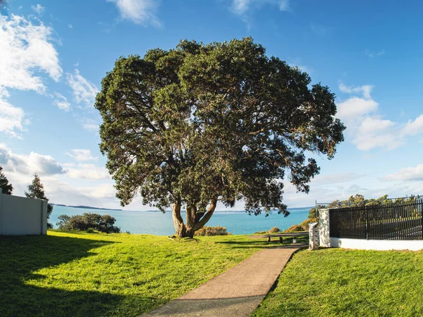 オークランド ニュージーランド 2021年9月3日 ハウイックの海岸でのポフトゥクワの木の眺め ニュージーランドのオークランド 2021年9月3日 — ストック写真