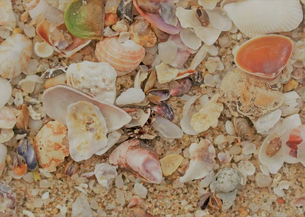 上面是各种各样的海贝壳躺在沙滩上的自然景观 构成了一个自然的背景 — 图库照片