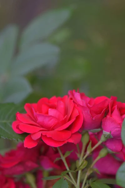 Zbliżenie Ujęcie Krzewu Pięknych Czerwonych Róż Ogrodowych — Zdjęcie stockowe