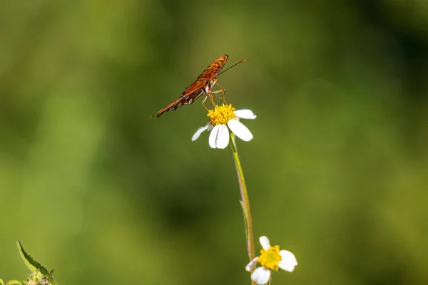 Närbild Bild Målad Dam Fjäril Bidens Alba — Stockfoto