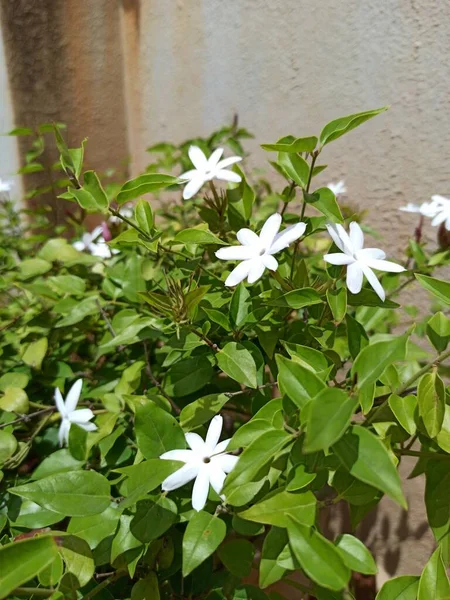 Schöne Blumen Wachsen Garten — Stockfoto