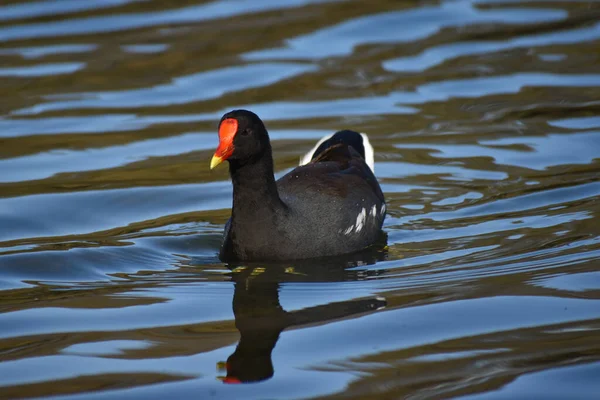 Běžné Gallinule Gallinula Galeata Koupání Jezeře Lago Las Regatas Buenos — Stock fotografie