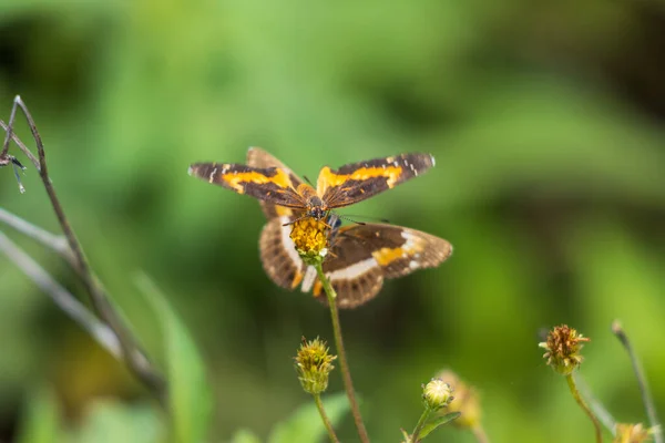 Gros Plan Papillons Peints Dame Sur Bidens Alba — Photo