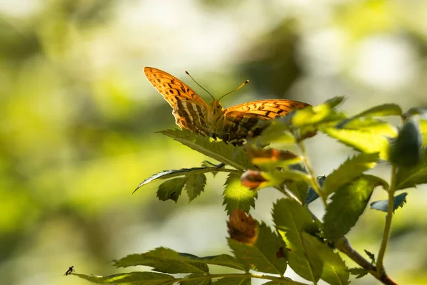 Mariposa Naranja Sentada Rama Verde — Foto de Stock
