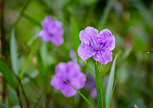 Eine Nahaufnahme Blühender Ruellia Simplex Blumen — Stockfoto