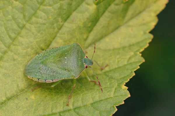 Κοντινό Πλάνο Ένα Ενήλικο Νότιο Πράσινο Shieldbug Nezara Virudula Ένα — Φωτογραφία Αρχείου