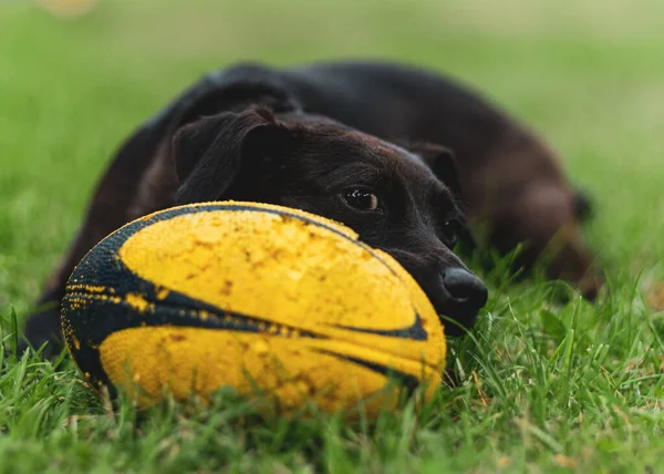 Tiro Perto Cão Com Uma Bola — Fotografia de Stock
