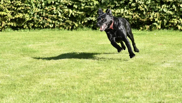 Divertente Cane Labrador Nero Che Corre Molto Veloce Bel Prato — Foto Stock