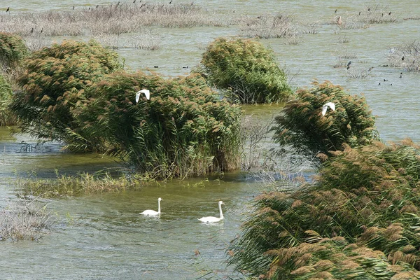 Jezero Carla Řecko Hostí Přes 000 Ptáků Ohrožených Druhů Pelikánů — Stock fotografie