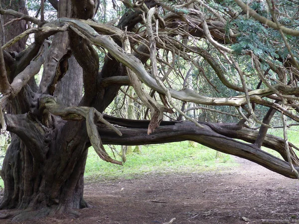 Griezelige Oude Taxusboom Kingley Vale Sussex — Stockfoto