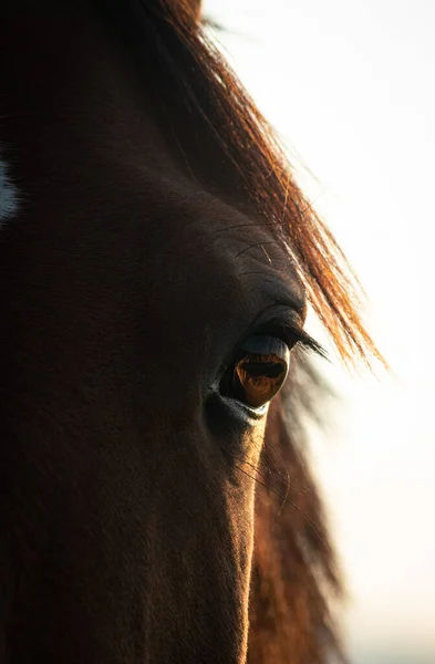 Een Verticaal Close Shot Van Een Paard Oog — Stockfoto