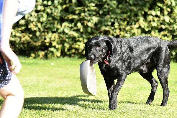 Nero Cane Labrador Portando Sua Ciotola Suo Giovane Maestro Giocare — Foto Stock