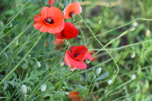Schöne Rote Mohnblumen Auf Einem Feld — Stockfoto