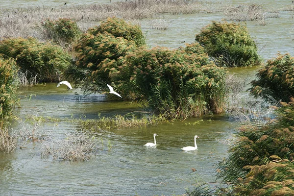 Jezero Carla Řecko Hostí Přes 000 Ptáků Ohrožených Druhů Pelikánů — Stock fotografie