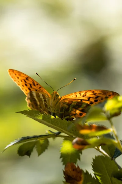 Papillon Orange Assis Sur Branche Verte — Photo