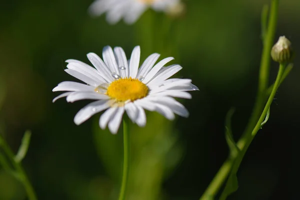 Eine Selektive Fokusaufnahme Eines Schönen Weißen Gänseblümchens — Stockfoto